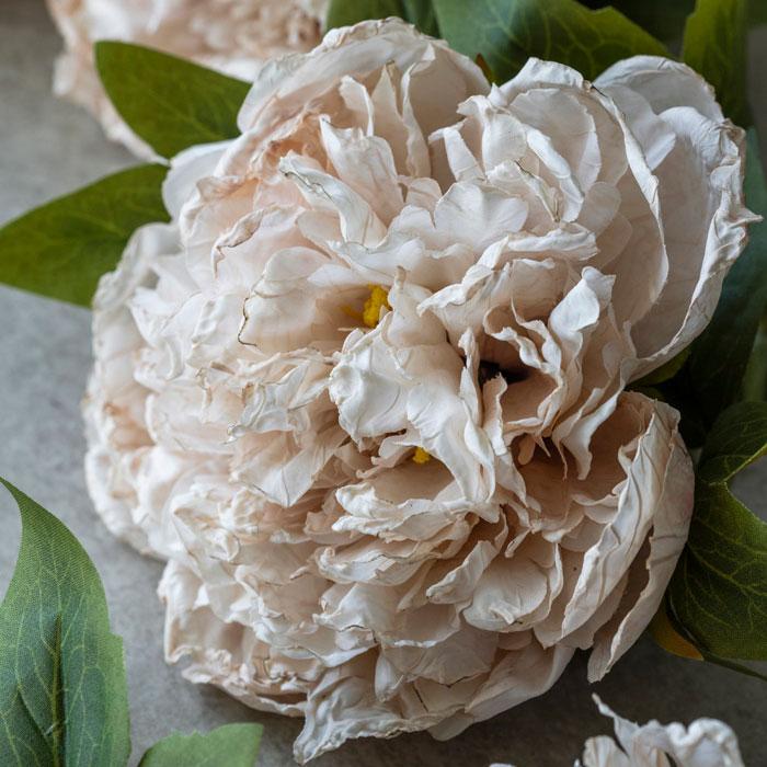 Close-up of a light pink peony flower with green leaves on a neutral background