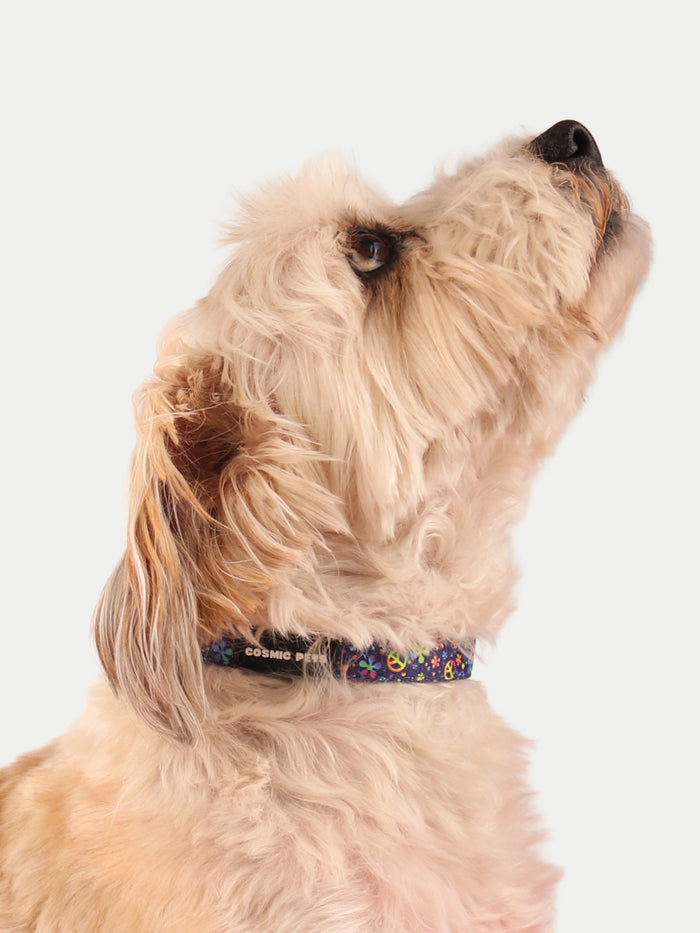 Cosmic Pets Dog Collar | Peace Rainbow-Image 3