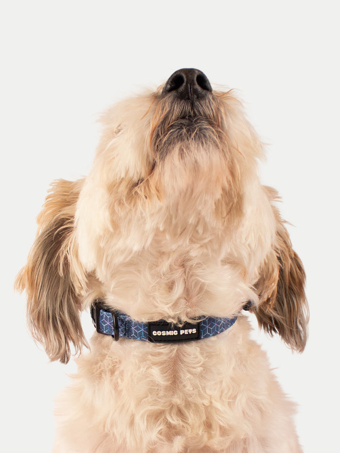 Cosmic Pets Dog Collar | Prism-Image 3
