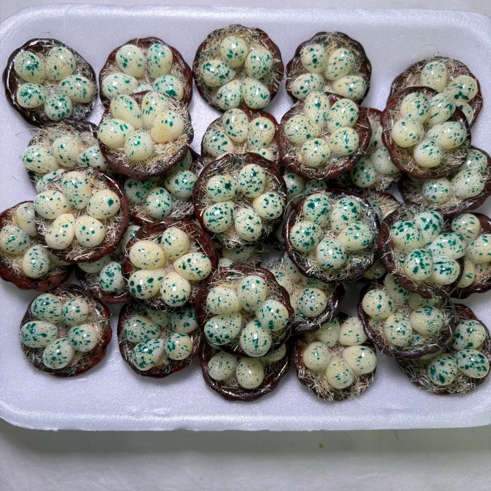 Quail Eggs Kitchen Magnet