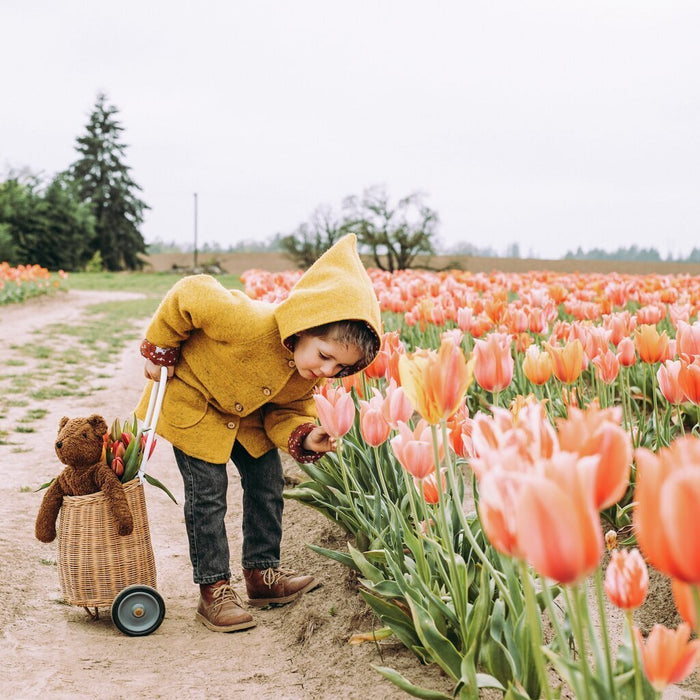 Child in a yellow coat interacting with tulips in a field with a Brown Senger teddy bear in a basket.