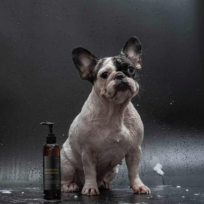Dog sitting next to a bottle of sensitive shampoo on a dark background.